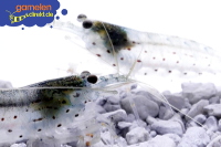 Amanogarnele